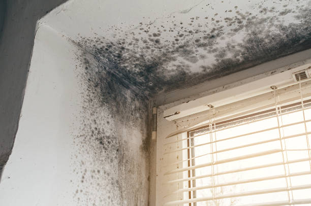 Affordable Mold Removal solutions in Kulpmont, PA